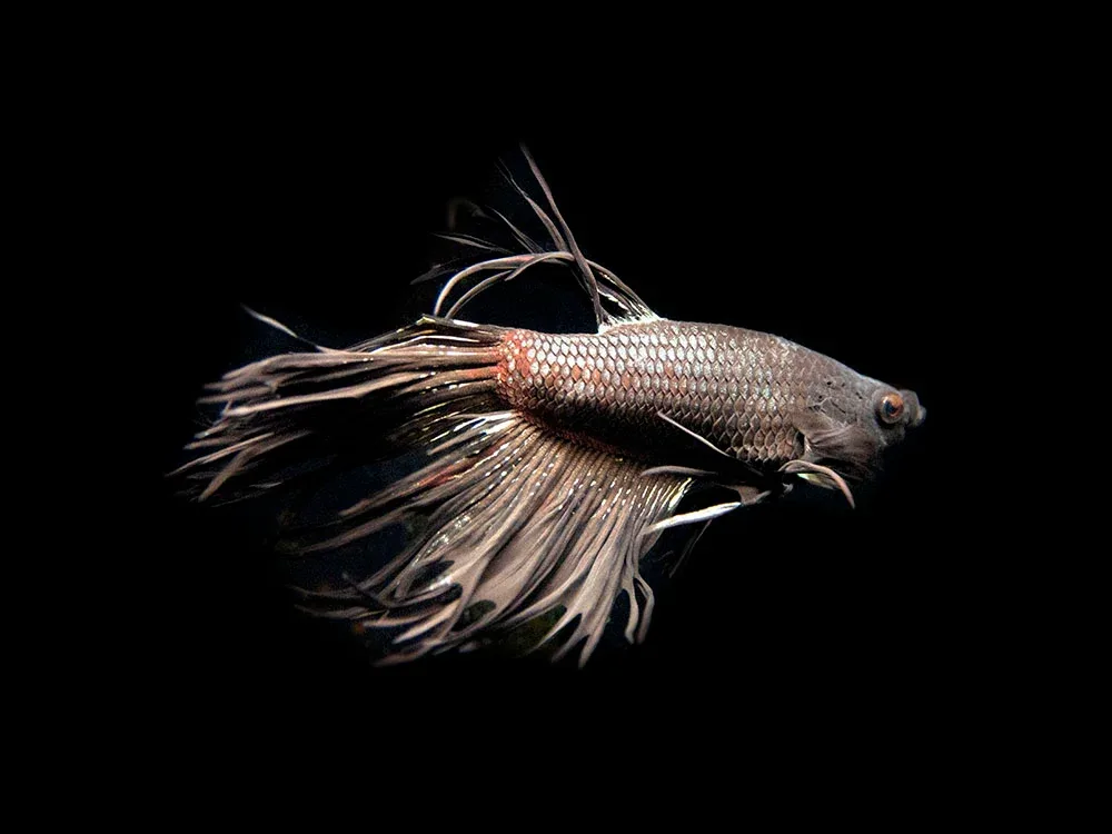 Assorted Black Orchid Crowntail Betta (Betta splendens) - Tank-Bred! - Image 2