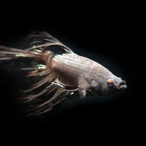 Assorted Black Orchid Crowntail Betta (Betta splendens) - Tank-Bred!