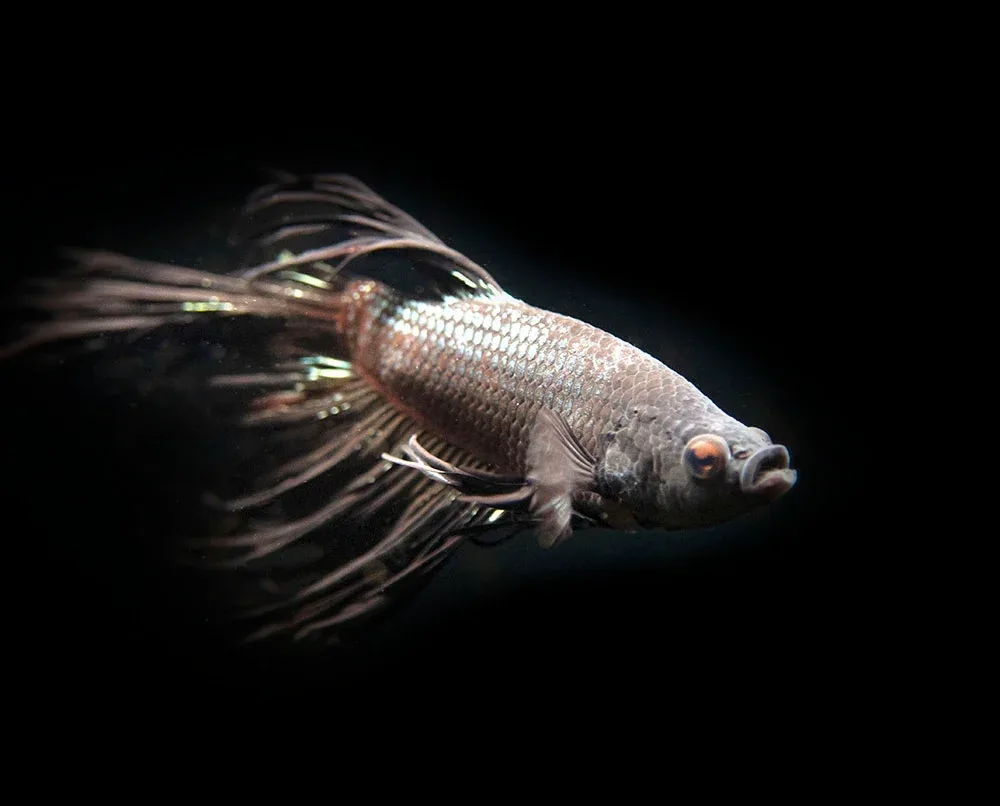 Assorted Black Orchid Crowntail Betta (Betta splendens) - Tank-Bred!