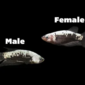 Assorted Black Samurai Plakat Betta (Betta splendens) - Tank-Bred!