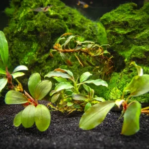Assorted Buce Plant (Bucephalandra sp.)