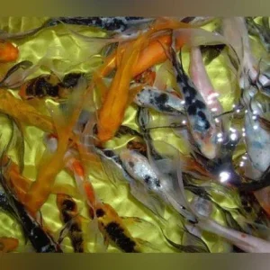 Assorted Butterfly Koi – 3-4″ (Lot of 4)