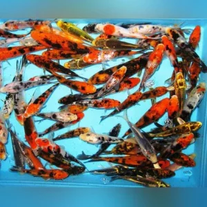 Assorted Butterfly Koi – 5″ – 6″ (Lot of 4)