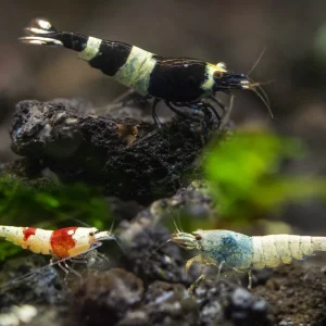 Assorted Caridina Shrimp (Caridina sp.), Tank-Bred