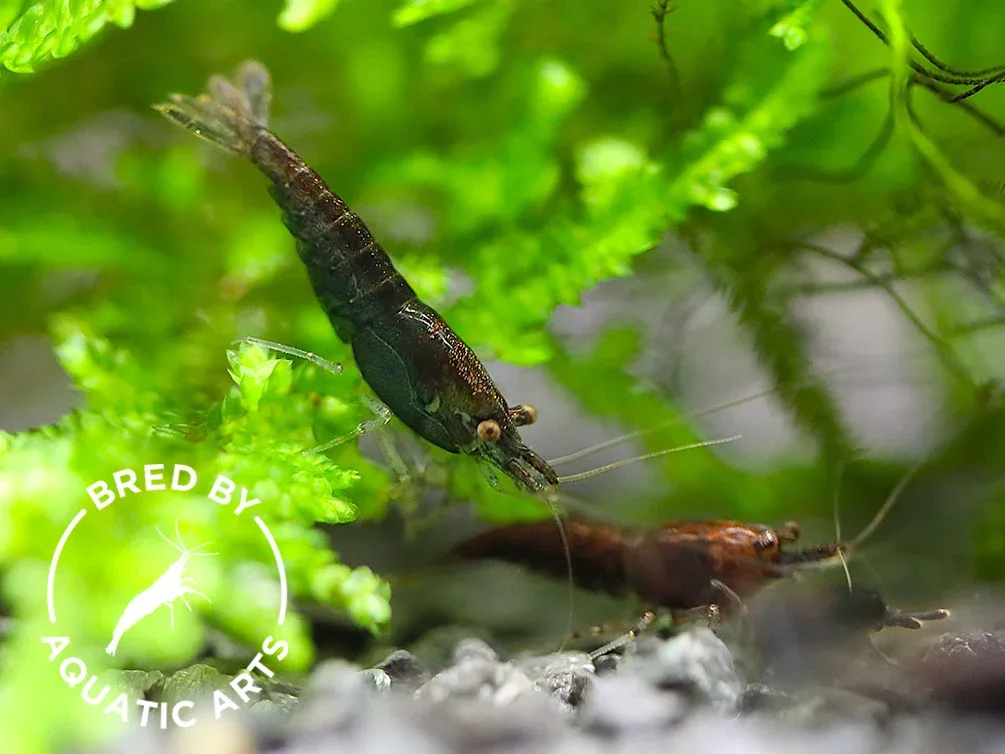 Assorted Chocolate Shrimp (Neocaridina davidi) – BREDBY: Aquatic Arts - Image 2