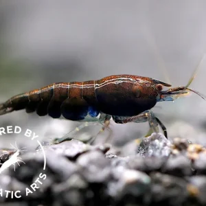 Assorted Chocolate Shrimp (Neocaridina davidi) – BREDBY: Aquatic Arts