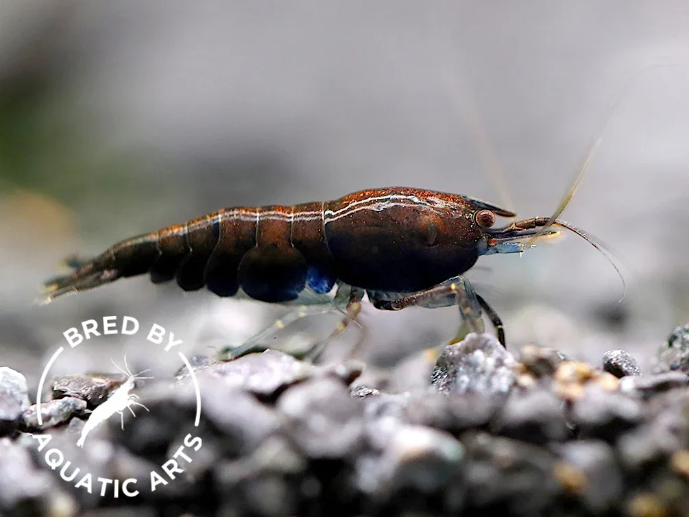 Assorted Chocolate Shrimp (Neocaridina davidi) – BREDBY: Aquatic Arts
