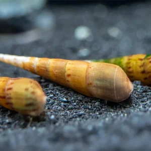 Assorted Chopstick Snail (Stenomelania sp.)