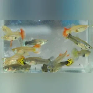 Assorted Color Female Guppies (Lot of 6)