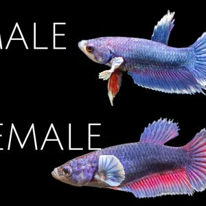 Assorted DELUXE Dumbo Plakat Betta (Betta splendens) - Tank-Bred!