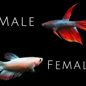Assorted DELUXE Halfmoon Betta (Betta splendens) - Tank-Bred!