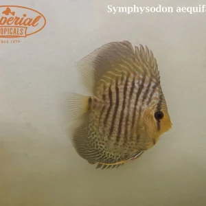 Assorted Discus (Symphysodon aequifasciata)