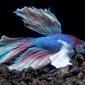 Assorted Dumbo Halfmoon Betta (Betta splendens) - Tank-Bred!