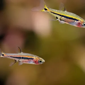 Assorted Dwarf Rasbora (Boraras sp.) – Mixed Species Pack