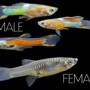 Assorted Endler's Livebearer (Poecilia wingei), Tank-Bred