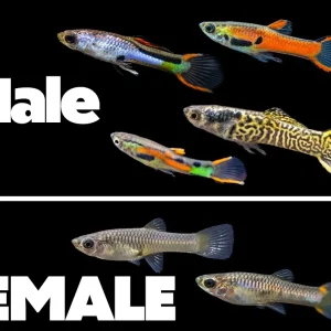 Assorted Endler's Livebearer (Poecilia wingei), USA BRED!