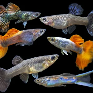 Assorted Fancy Guppy Culls (Poecilia reticulata ), Males and Females - Bredby Aquatic Arts