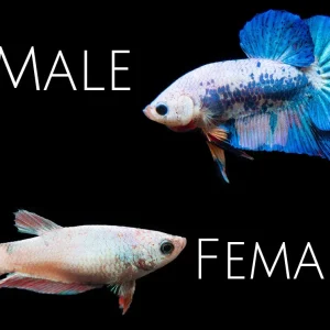 Assorted Fancy Plakat Betta (Betta splendens) - Tank-Bred!
