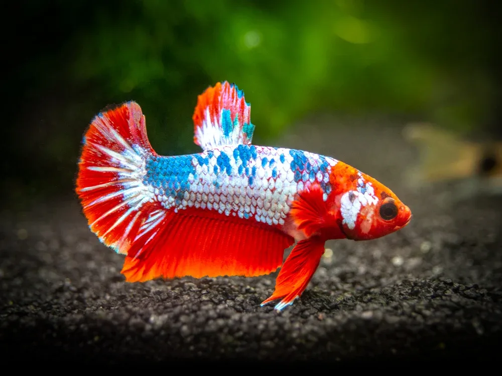 Assorted Fancy Plakat Betta (Betta splendens) - Tank-Bred! - Image 2