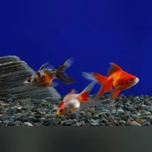 Assorted Fantail Goldfish 2″ (Lot of 4)