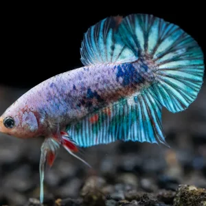 Assorted Giant Multicolor Plakat Betta (Betta splendens) - Tank-Bred!