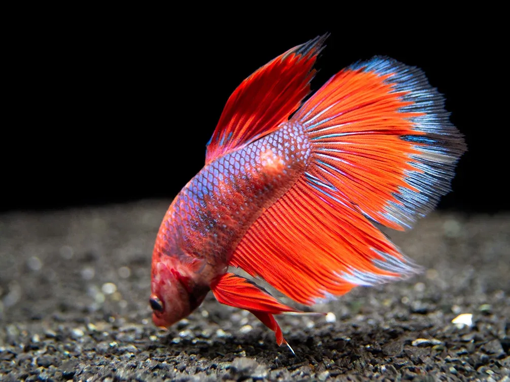 Assorted Hellboy Halfmoon Betta (Betta splendens) - Tank-Bred! - Image 2