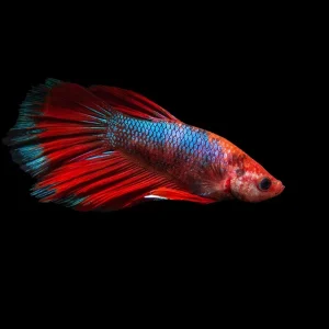 Assorted Hellboy Halfmoon Betta (Betta splendens) - Tank-Bred!