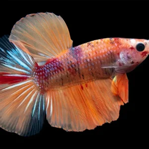 Assorted Koi Halfmoon Betta (Betta splendens) - Tank-Bred!