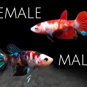 Assorted Koi Plakat Betta (Betta splendens) - Tank-Bred!