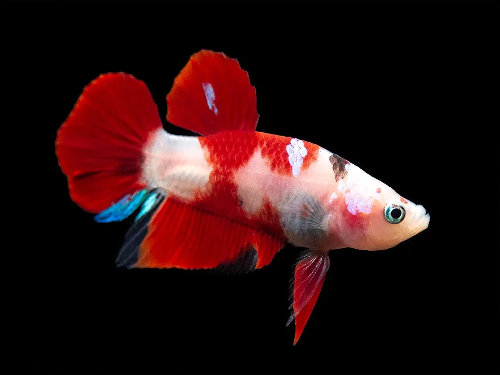 Assorted Koi Plakat Betta (Betta splendens) - Tank-Bred! - Image 2