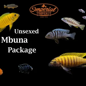Assorted Mbuna Package
