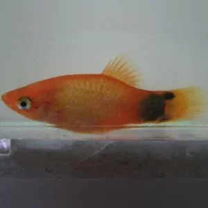 Assorted Mickey Mouse Platy (Lot of 6)