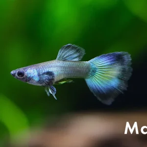 Assorted Moscow Guppies (Poecilia reticulata) – Tank Bred