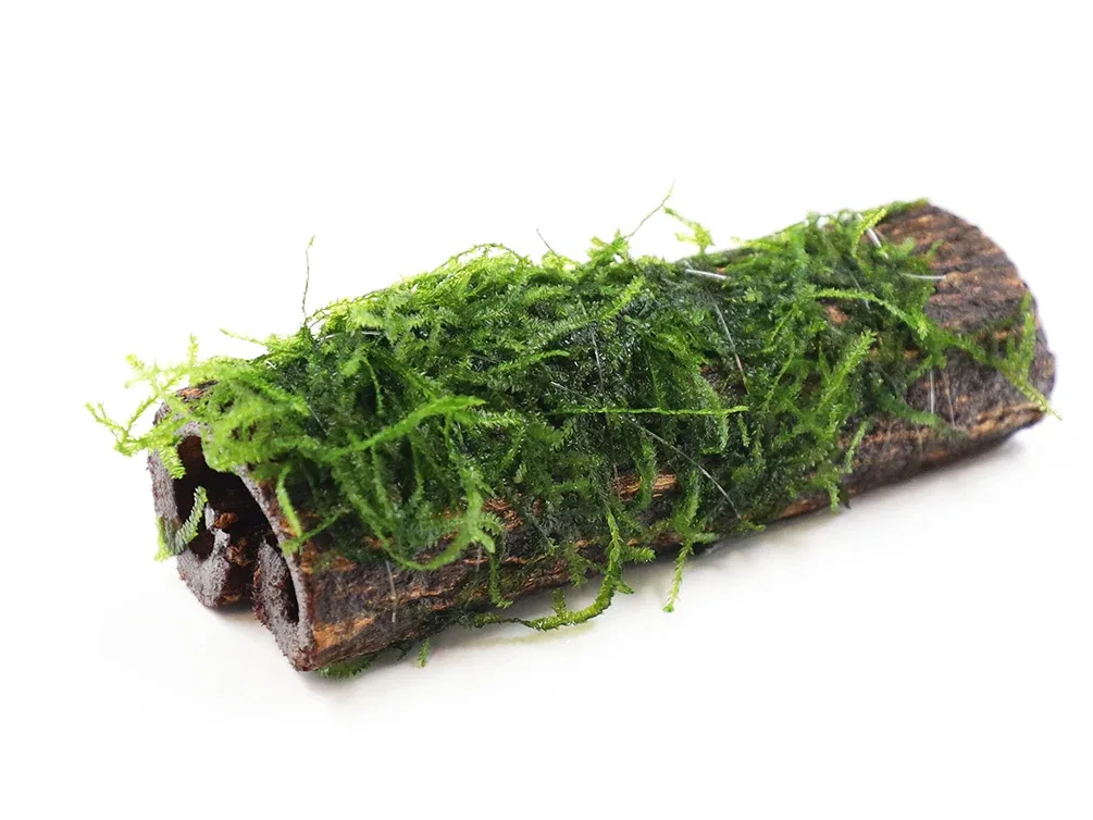Assorted Moss on Catappa Bark, Aquatic Arts Grown - Image 2