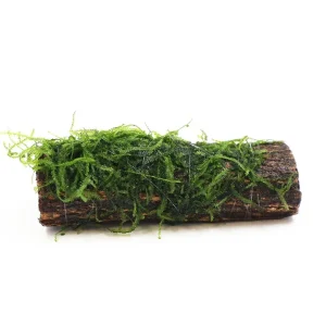 Assorted Moss on Catappa Bark, Aquatic Arts Grown