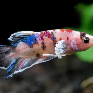 Assorted Multicolor Dumbo Plakat Betta (Betta splendens) - Tank-Bred!
