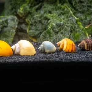 Assorted Mystery Snails - Tank Bred