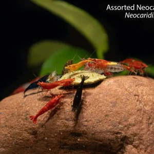 Assorted Neocaridina Shrimp (Neocaridina davidi)