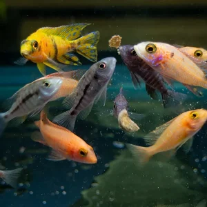 Assorted Peacock Cichlids (Aulonocara sp.) - Tank-Bred!