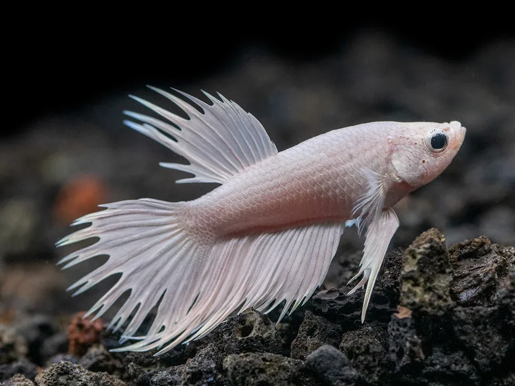 Assorted Platinum Crowntail Betta (Betta splendens) - Tank-Bred! - Image 2