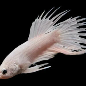 Assorted Platinum Crowntail Betta (Betta splendens) - Tank-Bred!