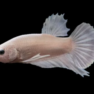 Assorted Platinum Plakat Betta (Betta splendens) - Tank-Bred!