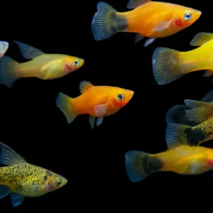 Assorted Platy (Xiphophorus maculatus), Tank-Bred