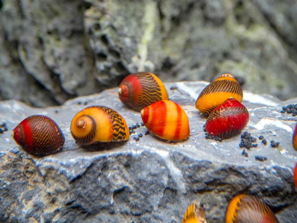 Assorted Racer Nerite Snail - Image 2