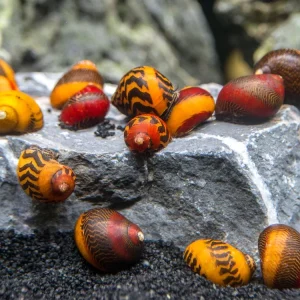 Assorted Racer Nerite Snail