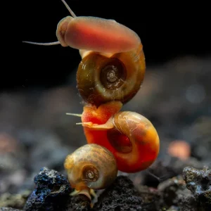 Assorted Ramshorn Snails (Planorbarius corneus), Tank-Bred!