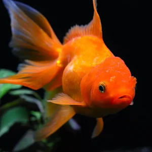 Assorted Rosetail Oranda Goldfish (Carassius auratus) – Tank Bred
