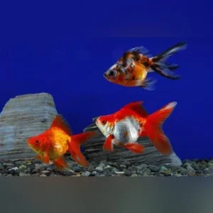 Assorted Ryukin 2″ (Lot of 4)