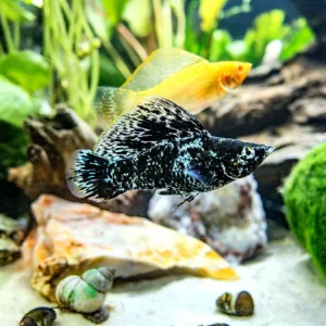 Assorted Sailfin Molly (Poecilia latipinna/velifera) - Tank-Bred!