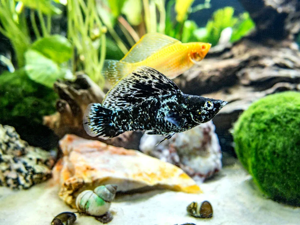 Assorted Sailfin Molly (Poecilia latipinna/velifera) - Tank-Bred!